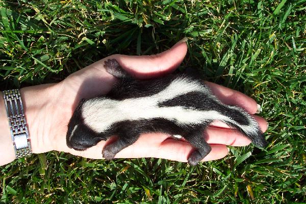 Baby_skunk