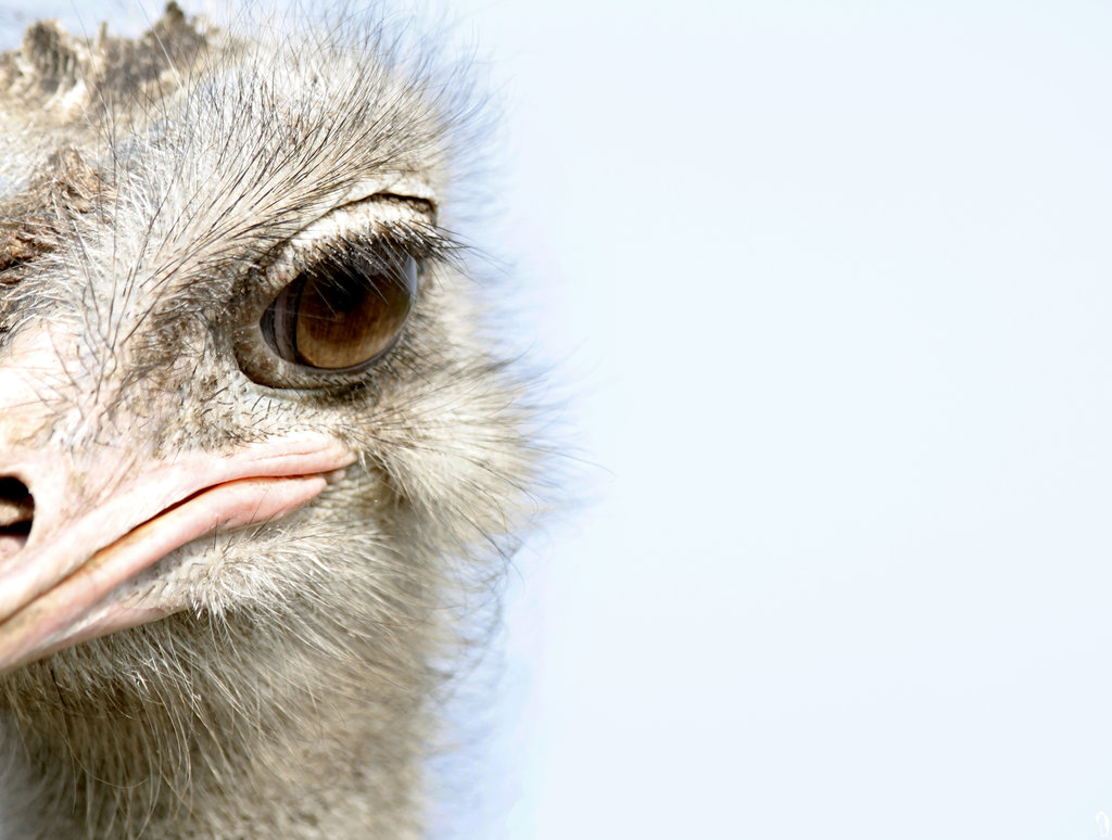 ostrich