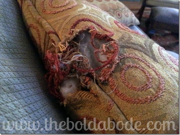 Chewed up pillow