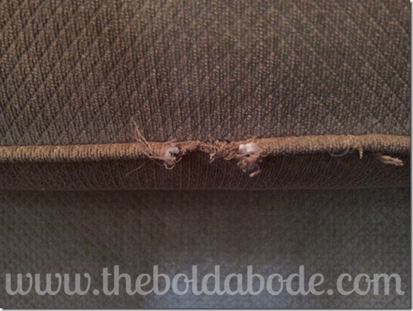 Chewed up Couch