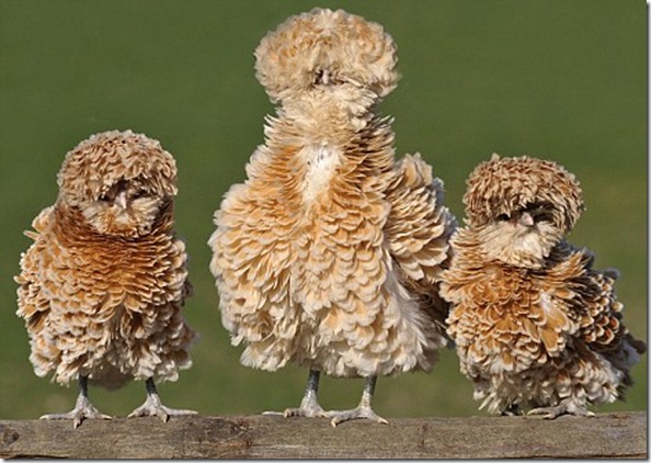 fluffy_chickens