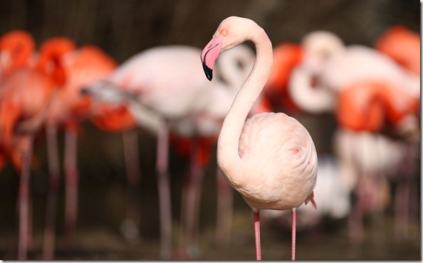 flamingo flamingo