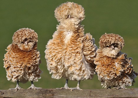 EASTER PIC.-"POLISH FRIZZLE" HENS