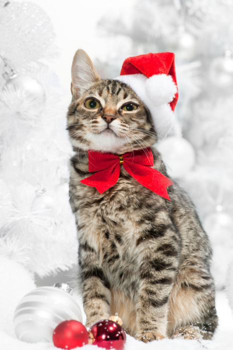 kitty cat with a santa hat